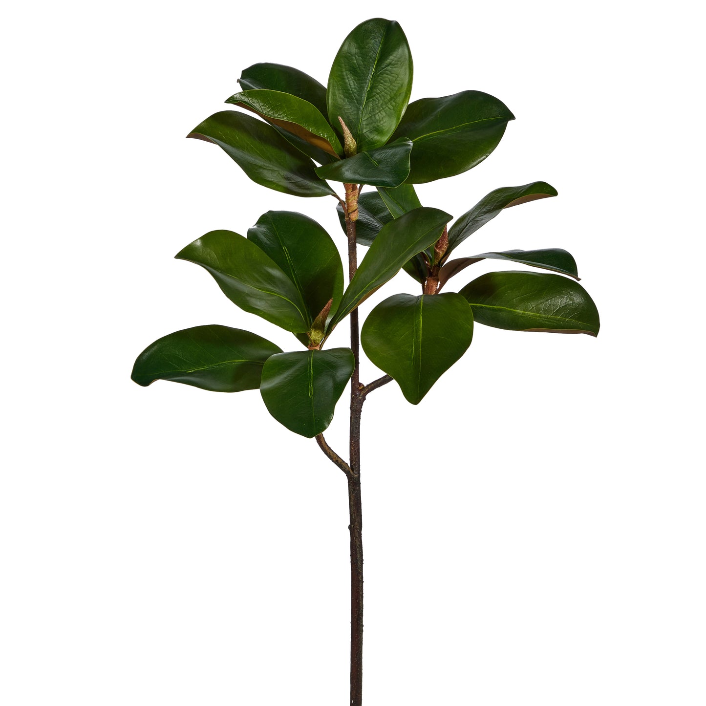 24 Inch Magnolia Leaf Branch